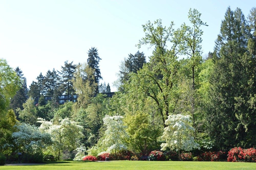 Green park landscape in Lake Oswego